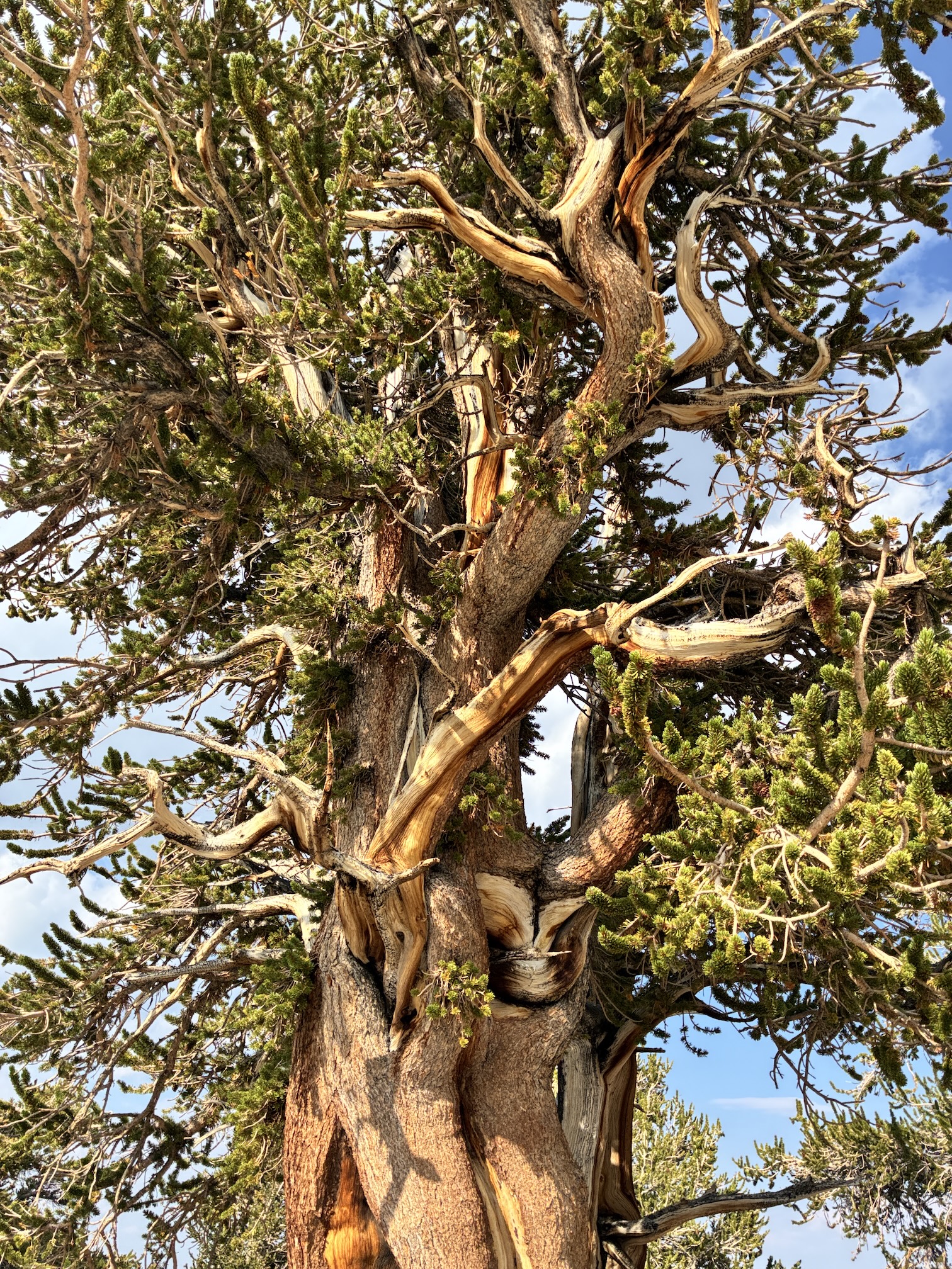 Unlocking Longevity Insights From Ancient Bristlecone Pine | UC Davis